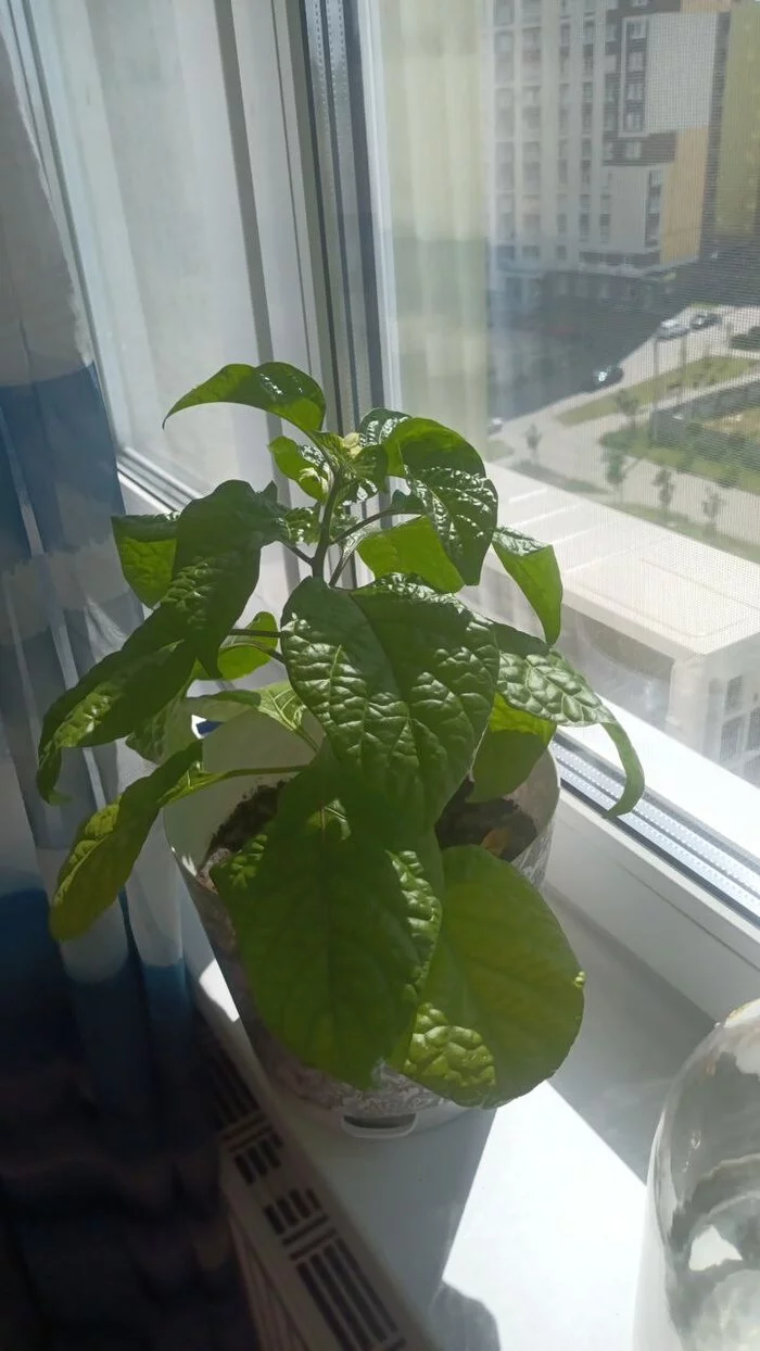 Tell me what to do next - My, Scorpion Trinidad, Hot peppers, Growing, Longpost