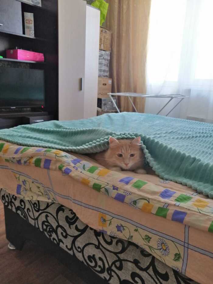 Привет из дома от Лео Кот, Москва, Московская область, Милота, Спасение животных, Без рейтинга, Фотография, Видео, Привет, Длиннопост