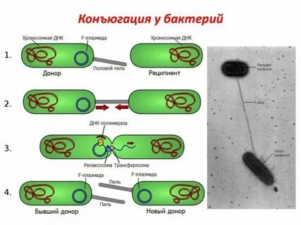 Почему полов ДВА? - Биология, Пол, Паразиты, Научпоп, Черная Королева, Гифка, Длиннопост