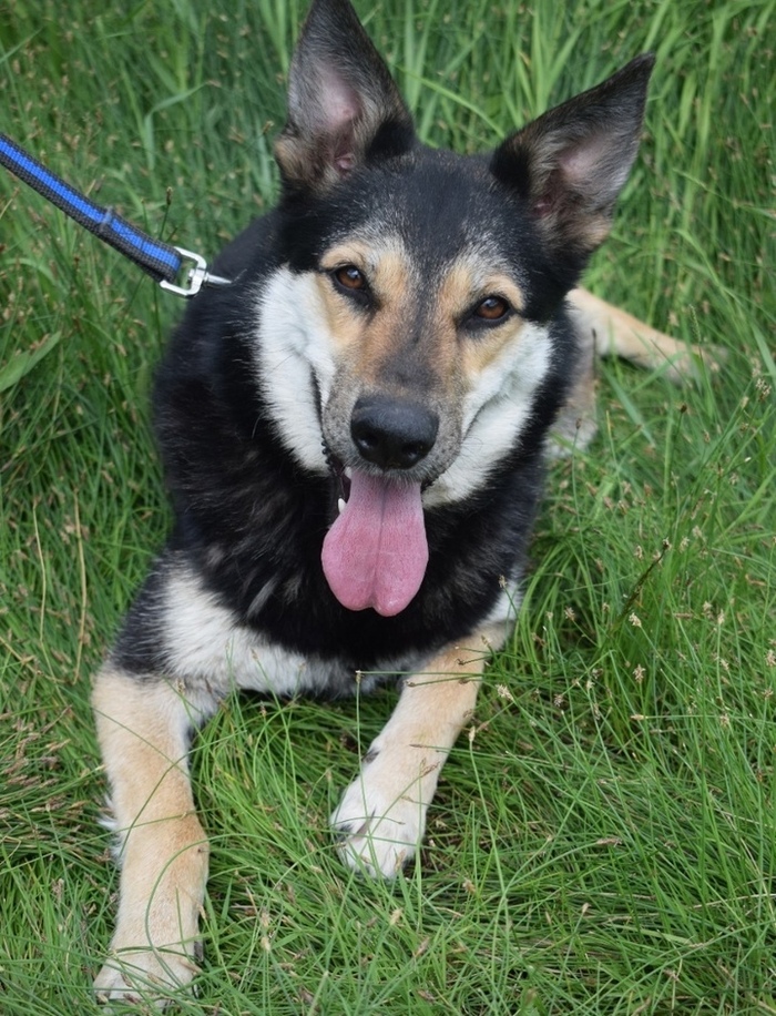 Полтора года игры в добрых хозяев - и собаку выставили на улицу. Москва, Московская область, Подмосковье, Подольск, Бездомные животные, Помощь животным, Помощь, Собака, В добрые руки, Без рейтинга, Спасение животных, Спасение, Длиннопост