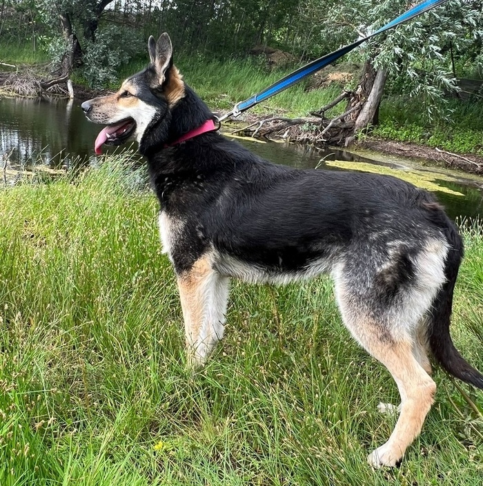 Полтора года игры в добрых хозяев - и собаку выставили на улицу. Москва, Московская область, Подмосковье, Подольск, Бездомные животные, Помощь животным, Помощь, Собака, В добрые руки, Без рейтинга, Спасение животных, Спасение, Длиннопост