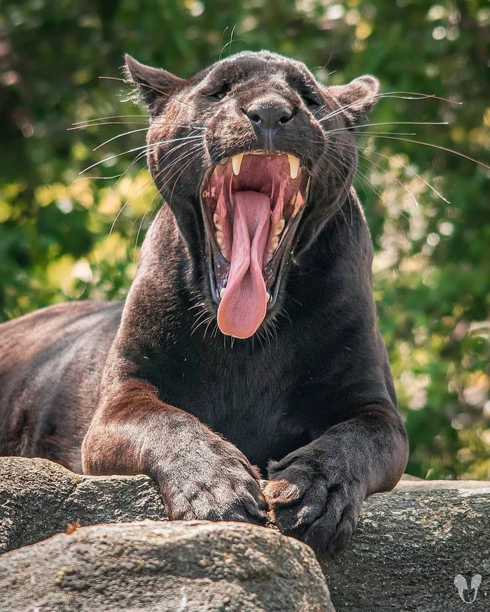 Pulled into sleep - Jaguar, Big cats, Cat family, Predatory animals, Black Panther, Wild animals, Zoo, The photo, Yawn