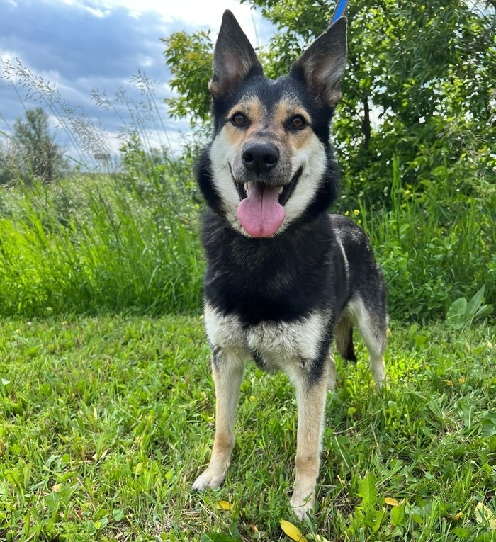 Полтора года игры в добрых хозяев - и собаку выставили на улицу. Москва, Московская область, Подмосковье, Подольск, Бездомные животные, Помощь животным, Помощь, Собака, В добрые руки, Без рейтинга, Спасение животных, Спасение, Длиннопост