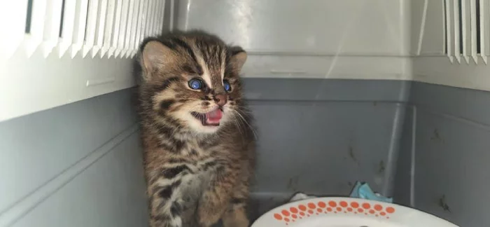 The second Far Eastern forest kitten entered the Tiger Center! - Far Eastern Forest Cat, Kittens, Milota, Animal Rescue, Tiger Center, Small cats, Cat family, Predatory animals, Wild animals, Rare view, Video, Vertical video, Longpost