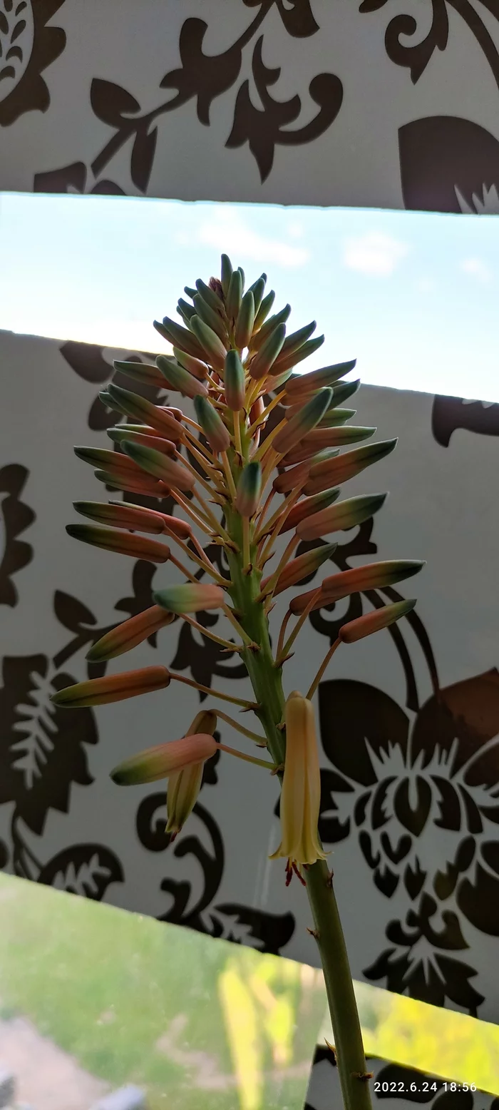 Guys whose aloe bloomed in the apartment, tell me - My, Aloe, Flowers, Floriculture, Suddenly, Longpost, Bloom