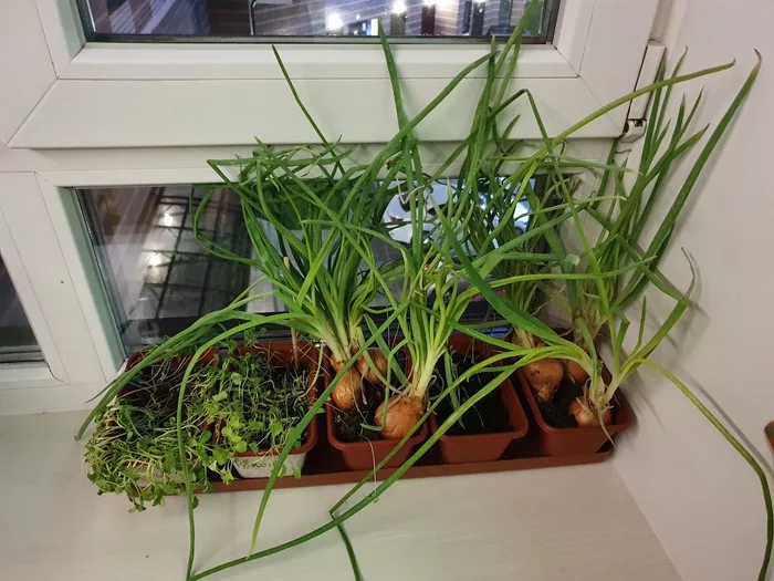 So experts, explain what to do next with this? - My, Garden, Vegetable garden on the windowsill, Garden, Сельское хозяйство, Trend