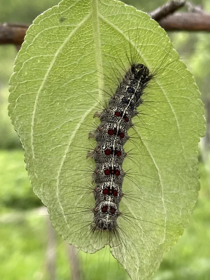 gypsy moth - My, Bashkortostan, Silkworm, Pests, Mobile photography