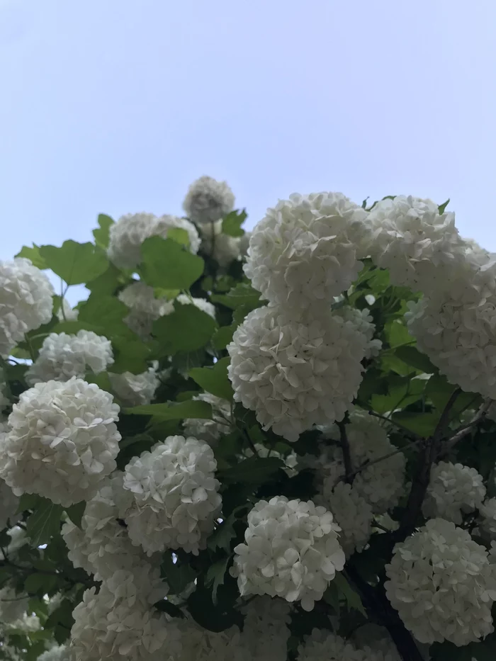 Random Etude - My, Viburnum, Tree, Flowers, Bushes, Mobile photography, iPhone 7