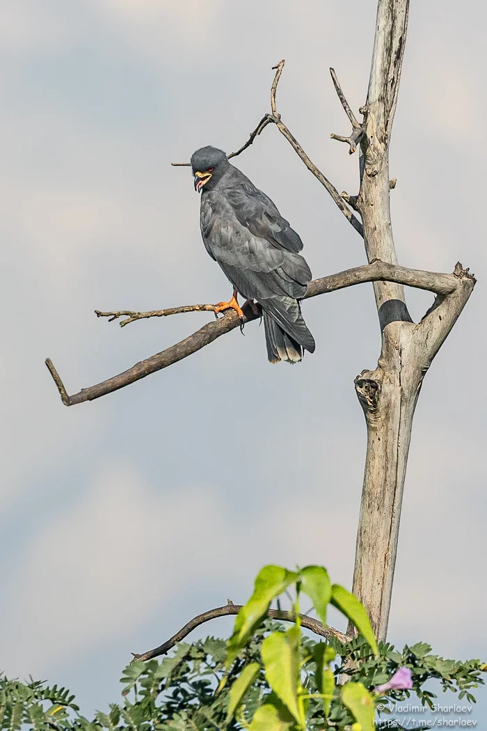 The kite is a slug eater. - My, Ornithology, Birds, Photo hunting, Kite, The photo, Brazil, Longpost
