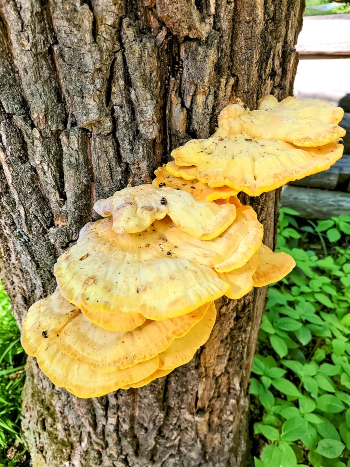 The tinder fungus is sulfur yellow and the insects that live on it - My, Mushrooms, Tinder, Insects, Forest