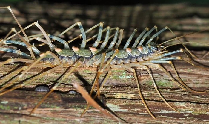 Bro #4 - Centipede, Macro photography, Millipodaphobia