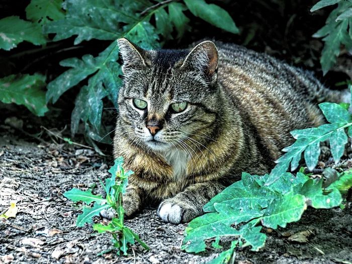 Crimean, green-eyed - My, The photo, Street photography, cat, Evpatoria, Crimea, Canon, City walk