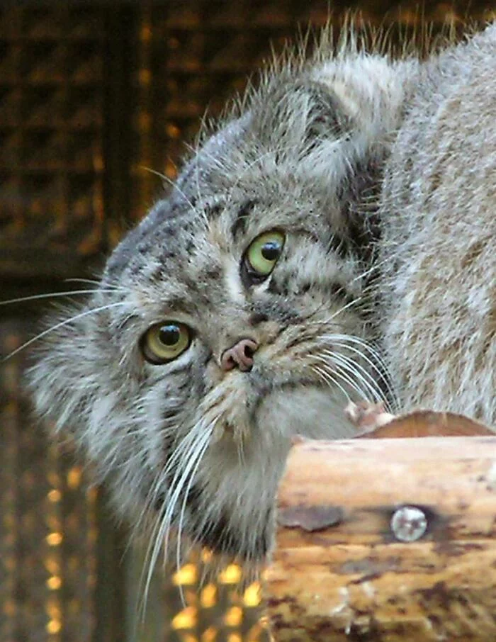 Похоже это заразно - Манул, Погладь кота, Малые кошки, Семейство кошачьих, Хищные животные, Дикие животные, Пушистые, Зоопарк