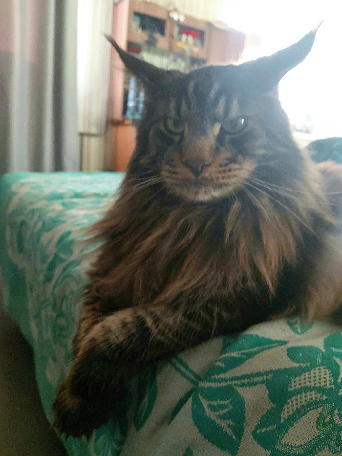 If only this cat could talk... - My, Maine Coon, cat, Contempt, Don, Dignity, Expressiveness