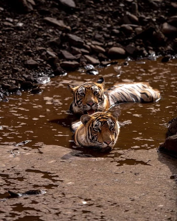 Hot - Tiger, Bengal tiger, Endangered species, Big cats, Cat family, Predatory animals, Wild animals, wildlife, National park, India, The photo, Bathing, Water