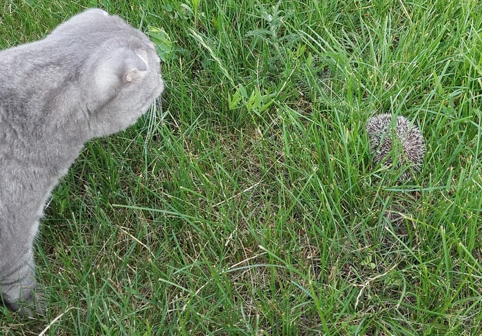 Just a cat and a hedgehog - My, Images, cat, Hedgehog, The photo