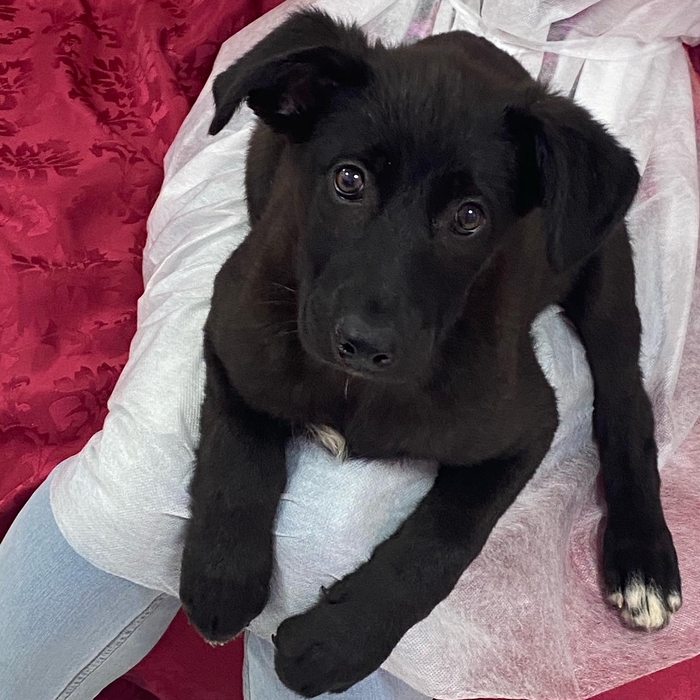 &laquo;Там все равно умрет. Пусть хоть на выставке шанс будет, а потом умирает&raquo;. Тобик Москва, Московская область, Щенки, В добрые руки, Длиннопост, Собака, Без рейтинга