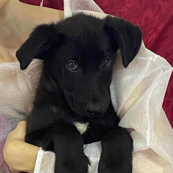 &laquo;Там все равно умрет. Пусть хоть на выставке шанс будет, а потом умирает&raquo;. Тобик Москва, Московская область, Щенки, В добрые руки, Длиннопост, Собака, Без рейтинга