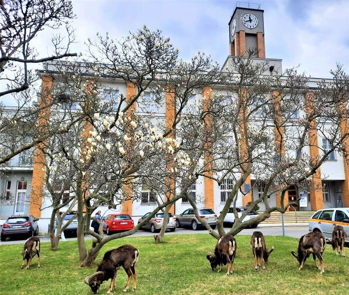 Frequent guests on the territory of one of the hospitals in Prague - Czech, Prague, Mouflon, Longpost