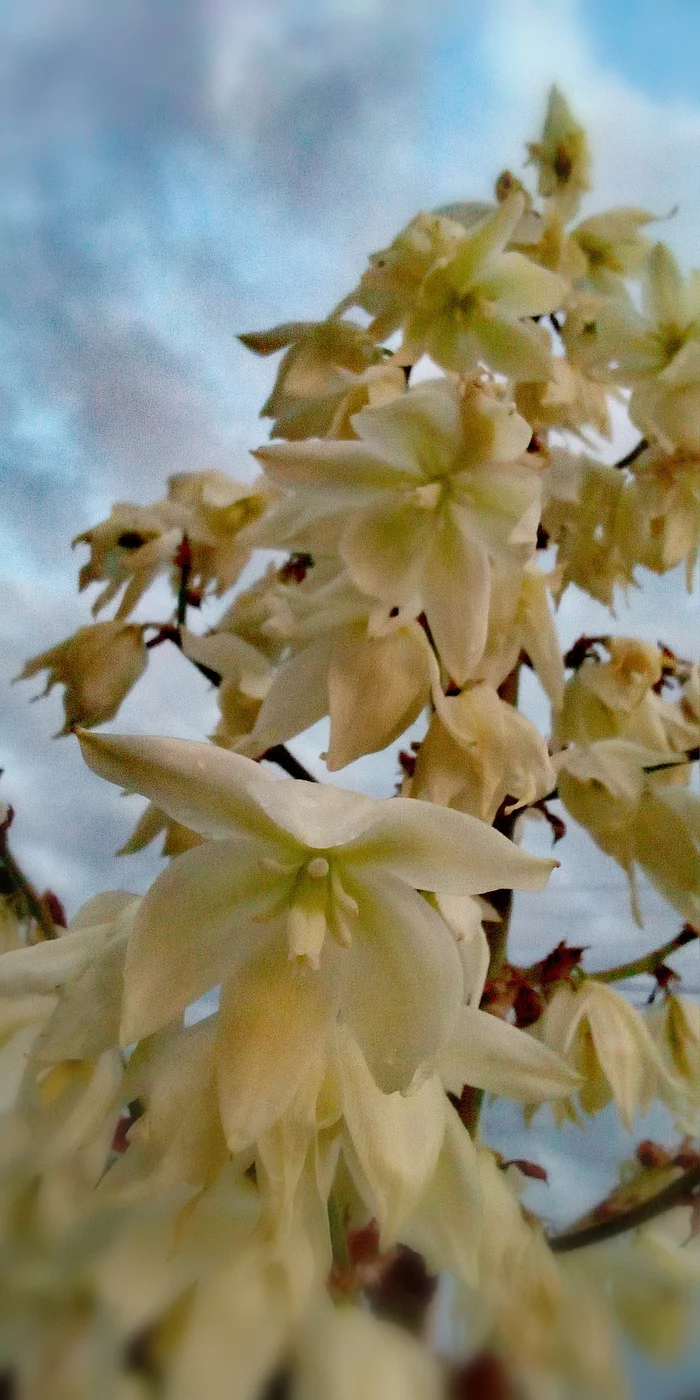 A pineapple - My, Gulkevichi, A pineapple, Flowers