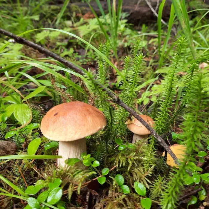 Kungus. Krasnoyarsk region - My, Forest, Nature, The nature of Russia, Mobile photography, Mushrooms, Porcini, The photo, Camping, beauty of nature, Travel across Russia, Summer, Walk in the woods