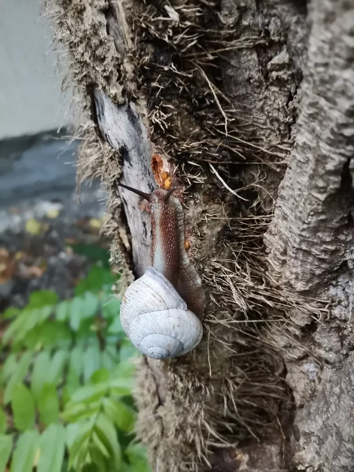 Snail on the tree - My, Mobile photography, The photo, Snail, Gastropod molluscum