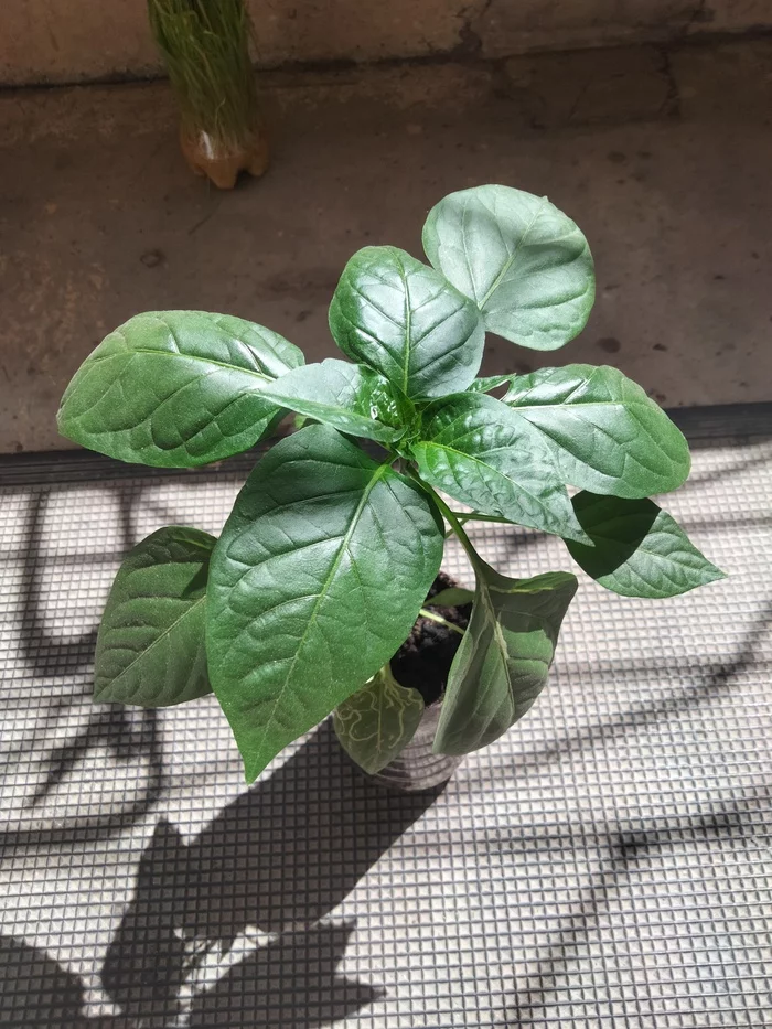 strange leaves - Hot peppers, Gardening, Longpost