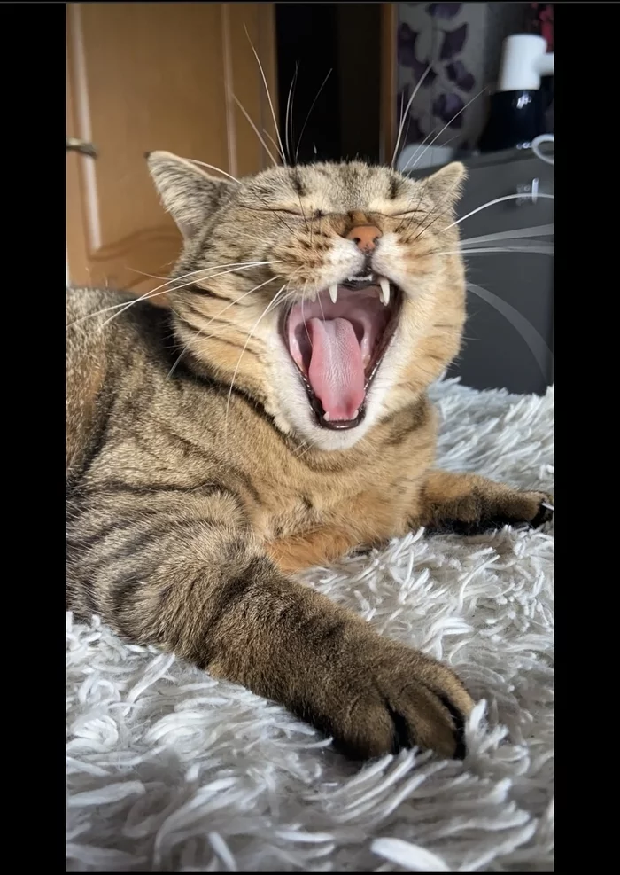 When the blood of your ancestors wakes up in you - My, cat, Fat cats, Danger, Yawn, The photo