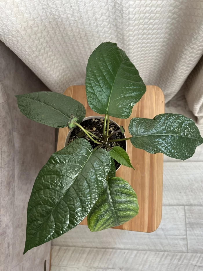 Dorstenia elata (springy dorstenia) - My, Plants, Houseplants, Exotic plants, iPhone, Longpost
