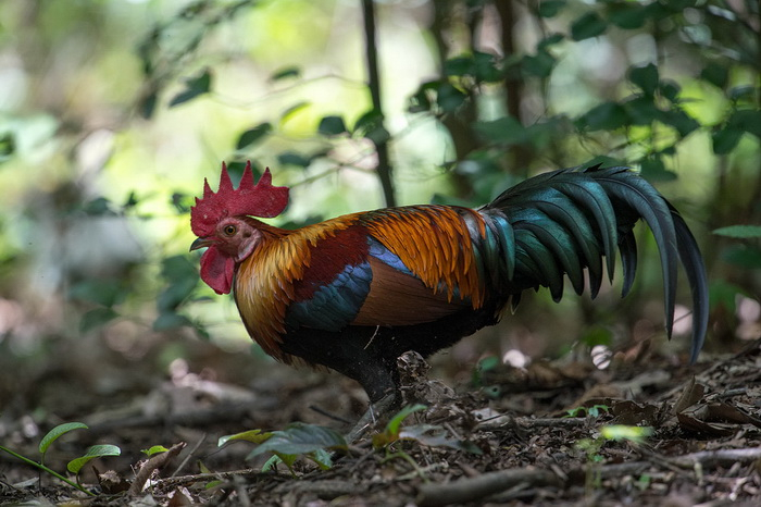 Chickens came to people for rice - Hen, Domestication, Thailand, Archaeological excavations, Archeology, Rice, Southeast Asia, Archaeological finds, Scientists, Archaeologists, Research, Science and life, Longpost