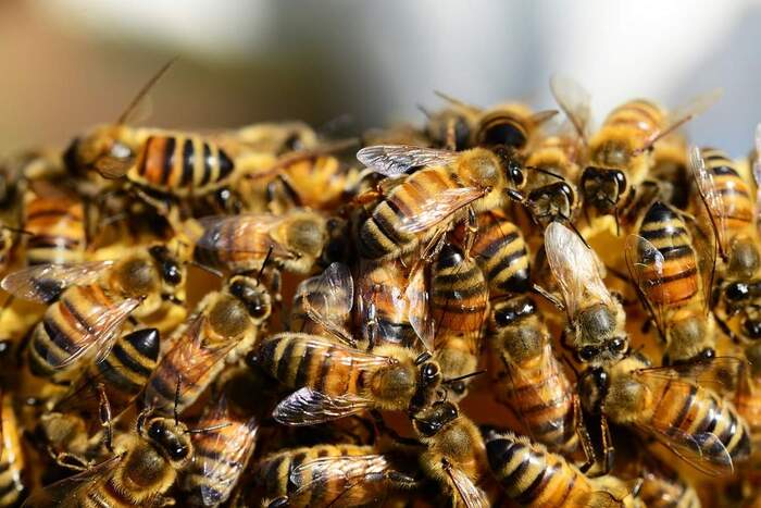 Bees or wasps, which is more dangerous? - Longpost, Nauchpop, Biology, Insects, Bee venom, Wasp, Bees, My
