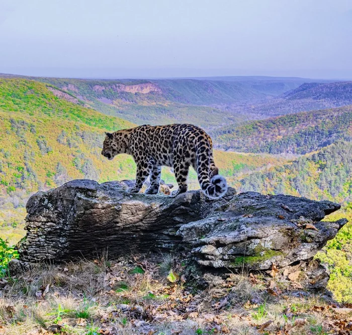 Far Eastern leopard with the royal name Vasily - Far Eastern leopard, beauty of nature, The photo, Sergey Gorshkov, Leopard, Phototrap, National park, Land of the Leopard, Primorsky Krai, Big cats, wildlife, Wild animals, Cat family, Predatory animals, Rare view, Basil, Дальний Восток