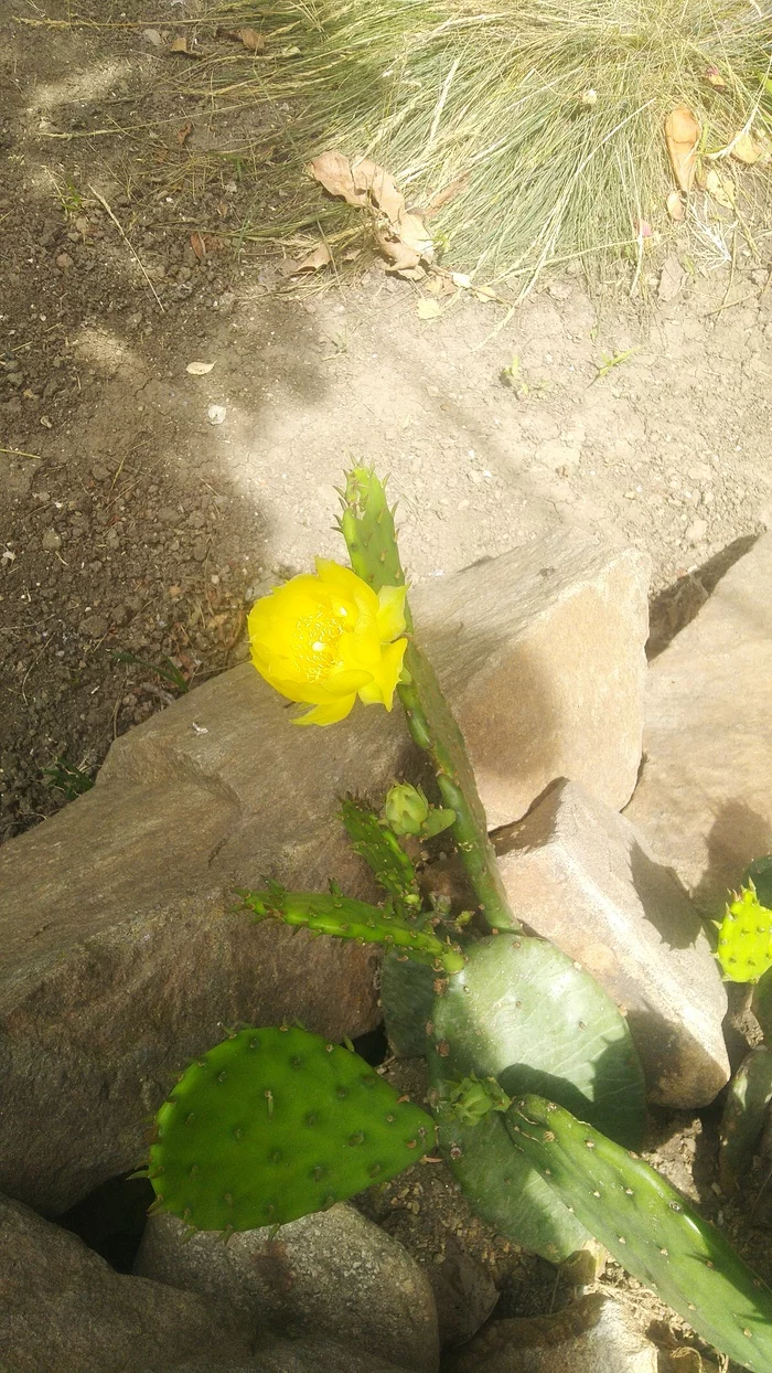 Prickly Pear - My, Flowers, Blooming cacti, Opuntia, Longpost