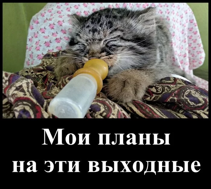 Manulo fantasies - Memes, Sad humor, Wild animals, Pallas' cat, Small cats, Cat family, Predatory animals, Feeding, Dream, Picture with text, Pet the cat