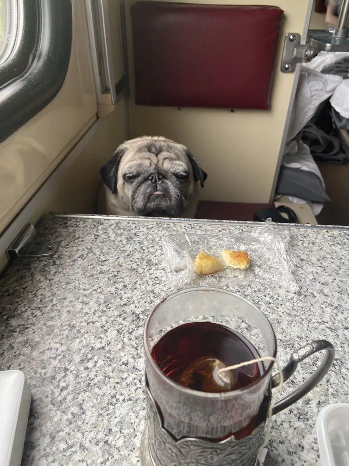 Morning is never good... - My, Pug, Morning, Kill me please, Humor, Dog, The photo, Reserved seat