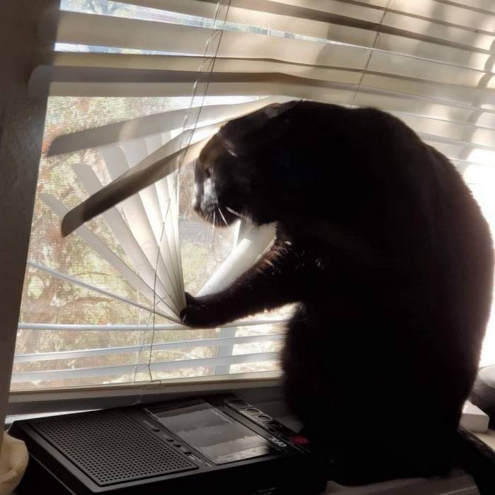 Serious Dude - cat, Animals, Blinds, Window, Black cat