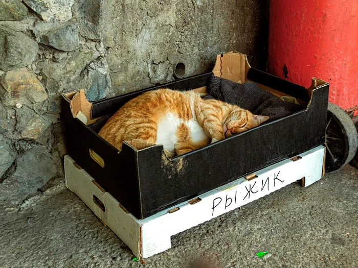 Ginger - My, The photo, Street photography, cat, Crimea, Evpatoria, City walk