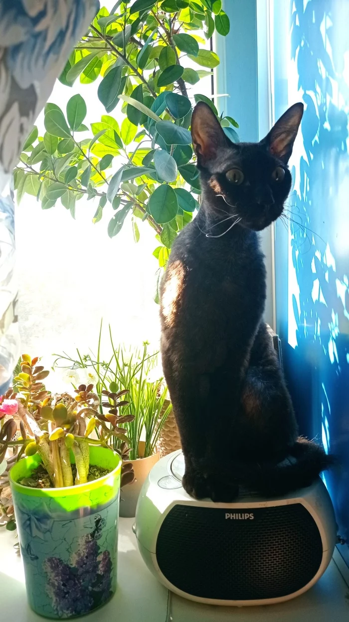 summer cat - My, Black cat, cat