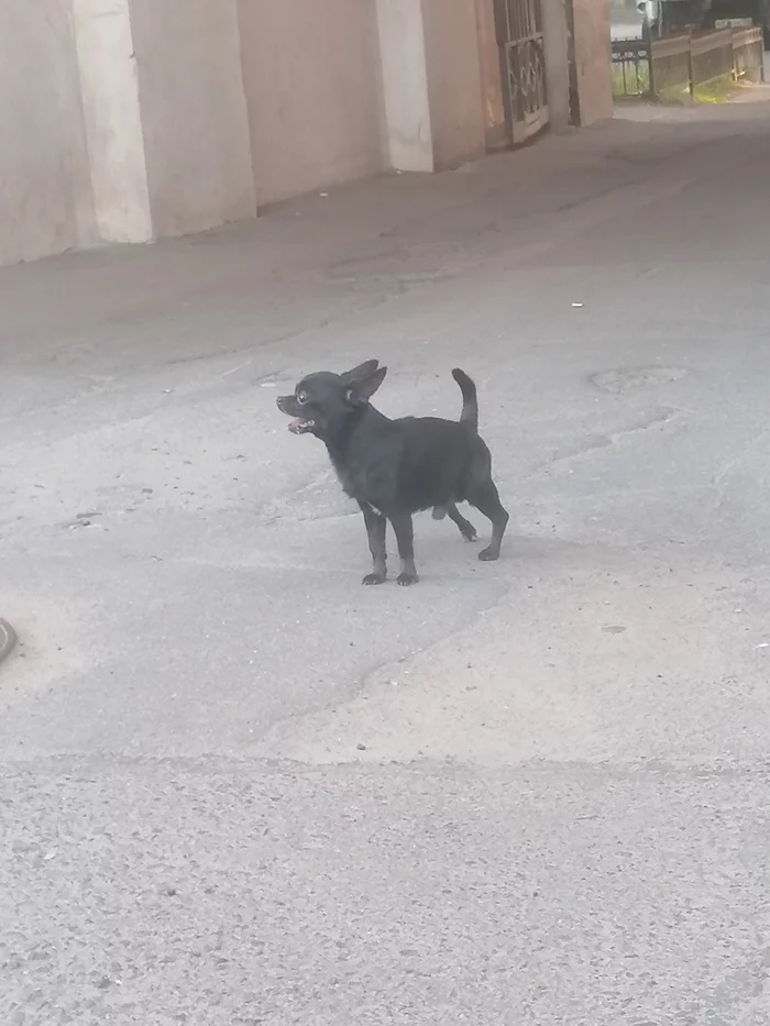 Who lost their dog? - The dog is missing, Dog, Saint Petersburg, Found a dog, No rating