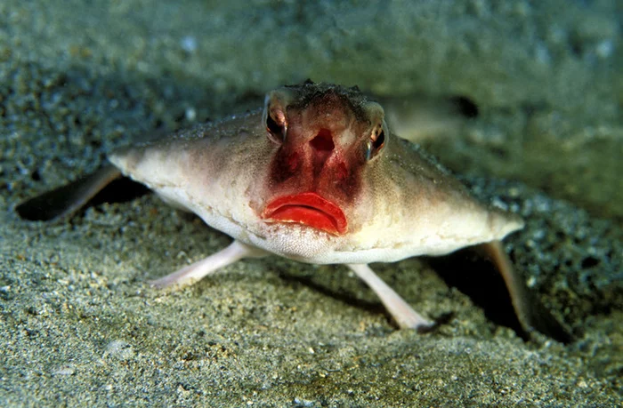 Underwater Monster: Darwin's Bat - Pipistrelle, A fish, Galapagos Islands, Wild animals, wildlife, Marine life, Red, Lips, The photo, Around the world, Longpost