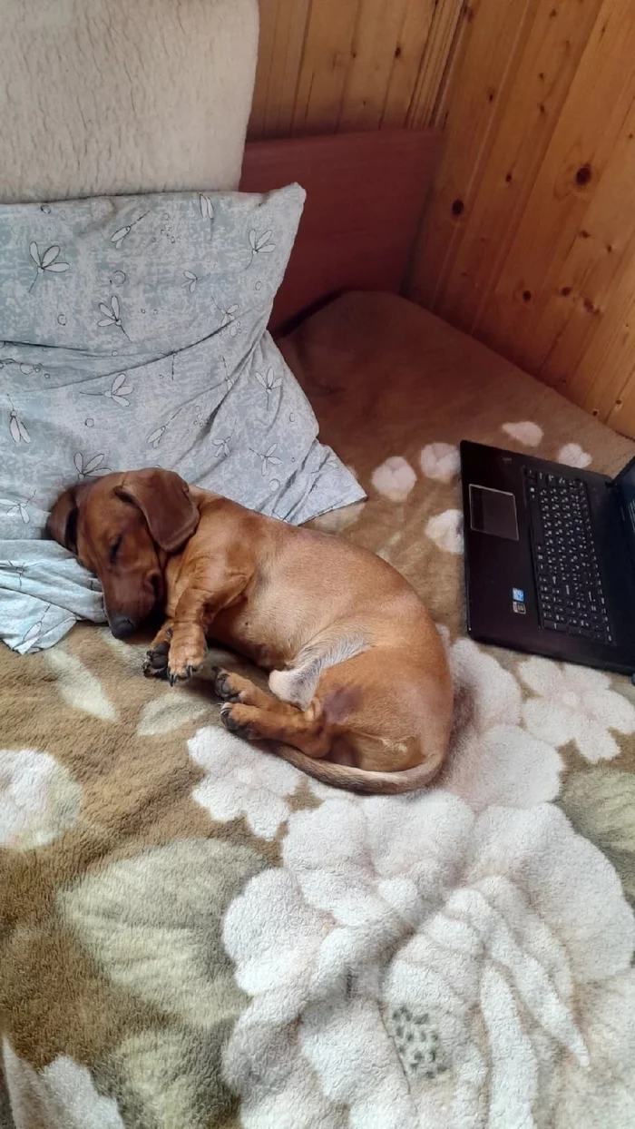 Played on the computer - My, Dachshund, Fatigue, Notebook, Dream, Milota, Dog