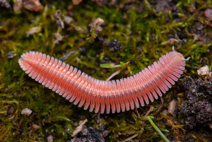 Bro #8 - Centipede, Milota, Arthropods