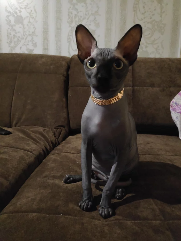 Hairless Little Pussy