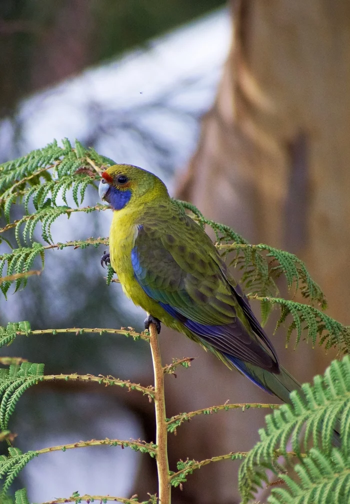 green rosella - My, A parrot, The photo, wildlife, Birds, Australia, Tasmania, Longpost