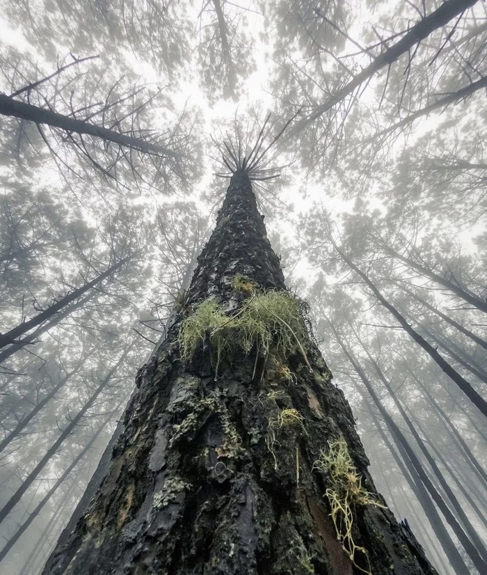 Unusual photo of the forest - My, Forest, Nature, The nature of Russia, Mobile photography, Walk in the woods, The photo, wildlife, Camping, beauty of nature, Relaxation, Summer, Tree, Beautiful view