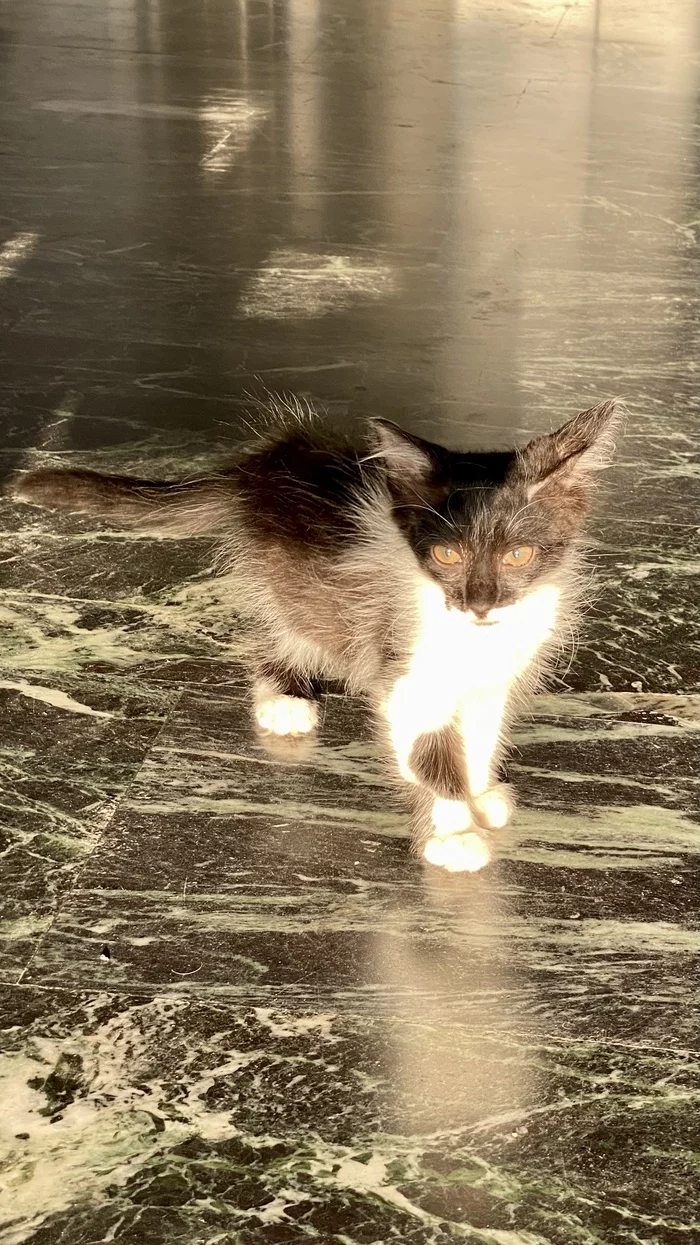 Granddaughter Marusya - Longpost, Happiness, Smallness, Eared, Grandchildren, Fluffy, Milota, Kittens, cat, Picture with text, My