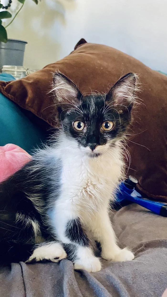 Granddaughter Marusya - Longpost, Happiness, Smallness, Eared, Grandchildren, Fluffy, Milota, Kittens, cat, Picture with text, My