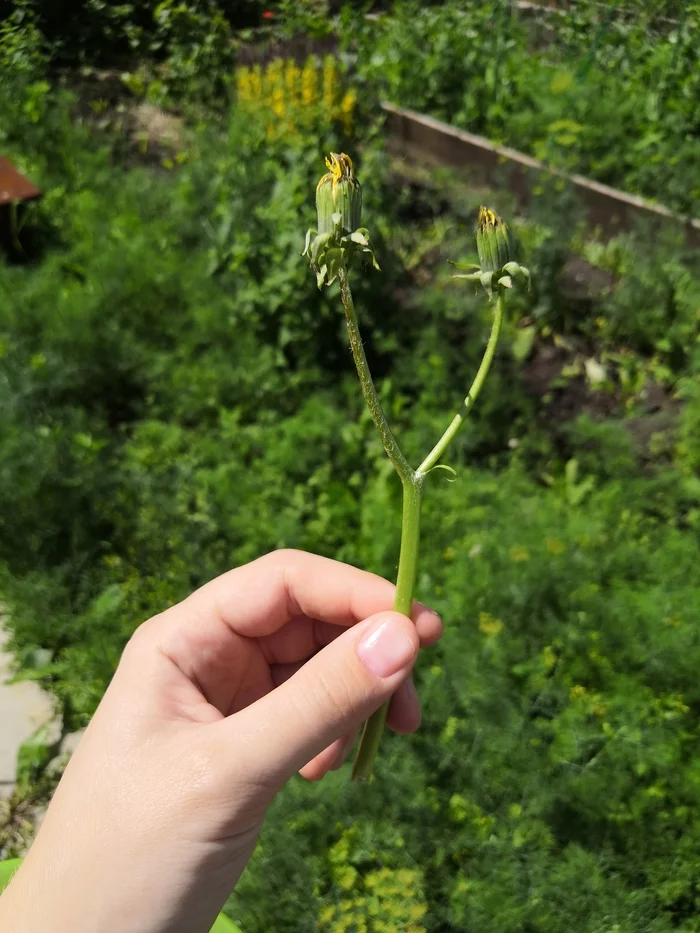 Siamese twins - My, Dandelion, Plants