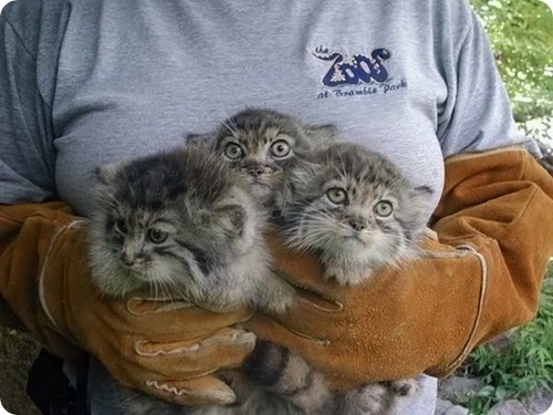 Is this for one or three? - Pallas' cat, Pet the cat, Small cats, Cat family, Predatory animals, Wild animals, Young, The photo, Zoo, Milota