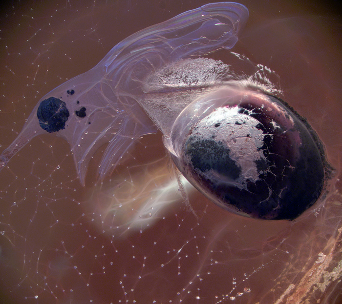 Найдено древнее семечко в янтаре , возможно вскрытие...